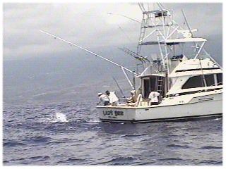 Lady Dee - Kailua-Kona